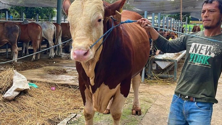 Presiden Prabowo Beli Sapi Kurban 1,1 Ton dari Peternakan BBS di Kota Bekasi
