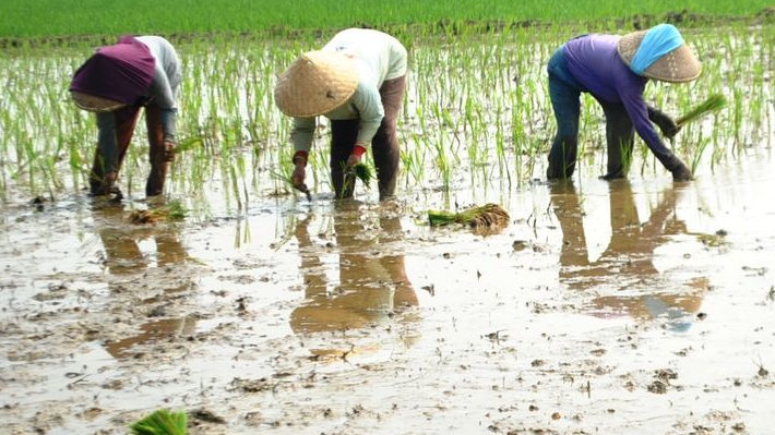 Tahun Ini Pemkab Bekasi Targetkan Produksi Gabah 500 Ribu Ton