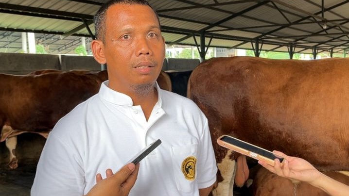 Sapi Kurban Presiden Prabowo Tak Dapat Perlakuan Khusus, Dirawat Seperti Sapi Lain di Peternakan BBS