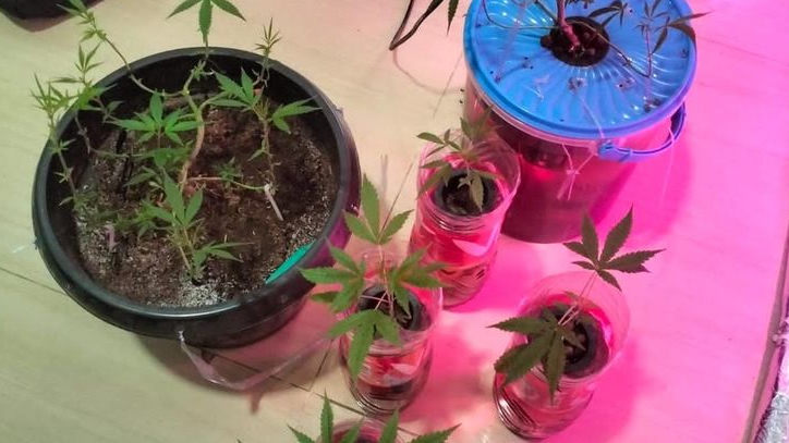 Mahasiswa asal Tambun Tanam Ganja di Kamar, Akhirnya Jadi Berurusan dengan Polisi