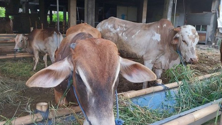 2 Sapi di Kota Bekasi Terjangkit PMK, Ini Tindakan DKPPP