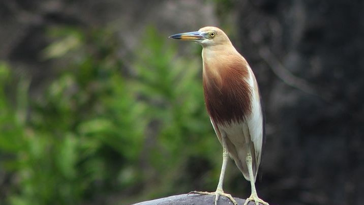 Burung Blekok Masuk dalam Logo Hari Jadi Kabupaten Bekasi ke-75, Berikut Faktanya