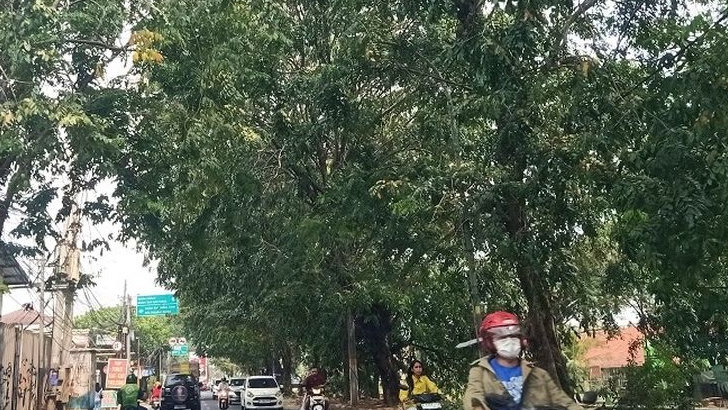 Warga Minta Pemangkasan Pohon Rimbun di Jalan Perjuangan Bekasi Utara Demi Keselamatan