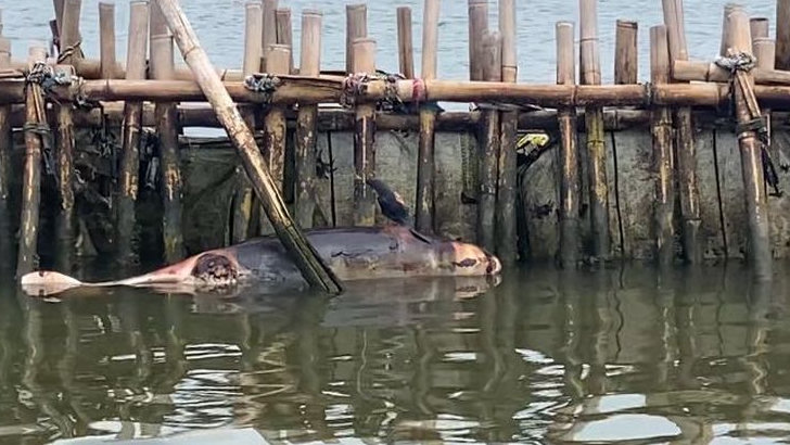 Bangkai Lumba-Lumba Tersangkut di Pagar Laut Bekasi