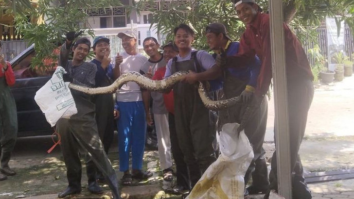 Momen Tim UPTD Pematusan Kecamatan Mustikajaya Temukan Ular Besar di BTR